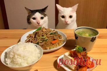 10 продуктов, которые категорически противопоказаны кошкам