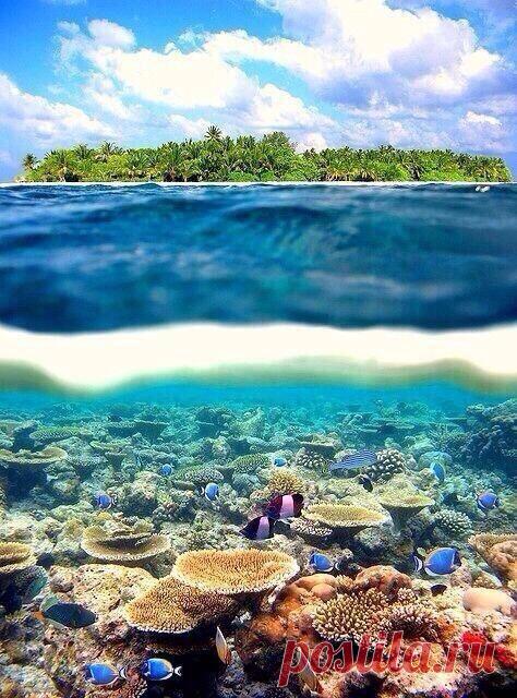 Алена Кутеева (plamaru) в Твиттере