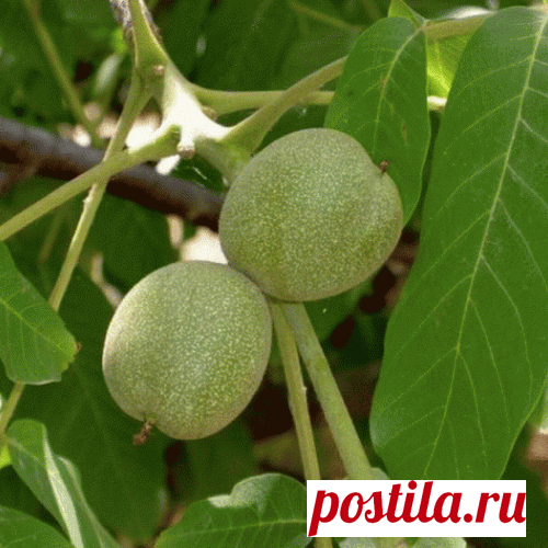 Настойка зелёного грецкого ореха.