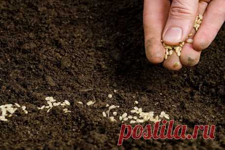 Посев петрушки под зиму: когда сажать и можно ли, сроки