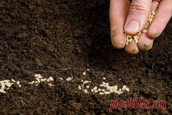 Посев петрушки под зиму: когда сажать и можно ли, сроки