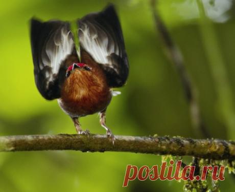 Увидеть выступление манакина — все равно что побывать на концерте. Природа издаваемых им звуков долгое время была загадкой, раскрыть которую помогла техника.