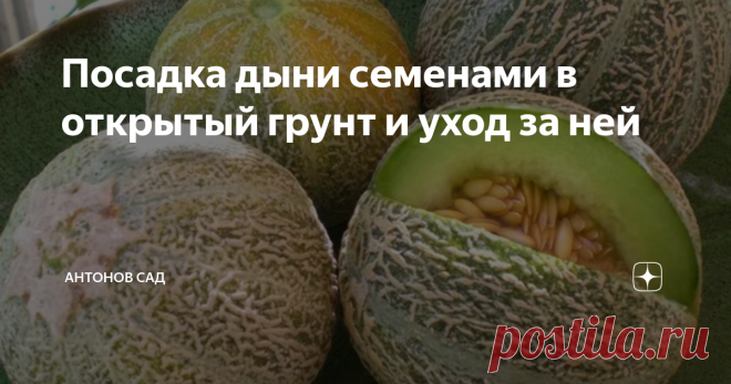 Посадка дыни семенами в открытый грунт и уход за ней Обычно к выращиванию дыни через посев семенами в грунт разумно прибегать, если что-то не получилось с рассадой.
Сроки посадки семян дыни в грунт
Высевать семена допустимо, как только почва на глубине 7-8 см прогреется хотя бы до 15 °C. Для точности измерений термометр погружайте в почву утром, а не в полдень. Как только почва прогреется, можно приступать к посеву семян, однако важно при этом успет