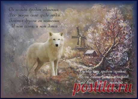 Волчья преданность