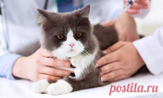 Диабет у кошки - причины и симптомы &raquo; Женский Мир