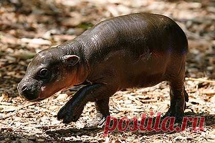 Карликовый бегемот Тофи