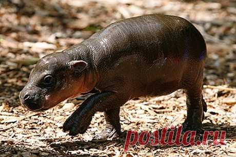 Карликовый бегемот Тофи