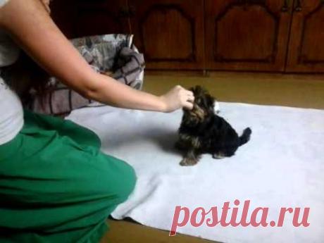 учим щенка команде Кувырок, 1 занятие