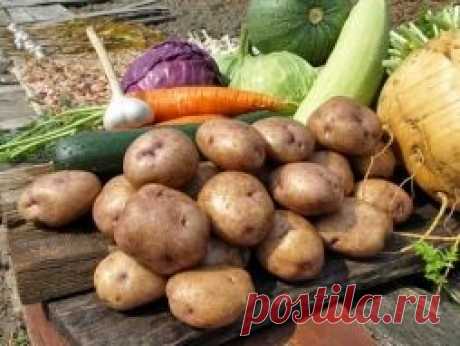 ТОП-6 ПОЛЕЗНОЙ ХИМИИ ДЛЯ САДА И ОГОРОДА - Садоводка