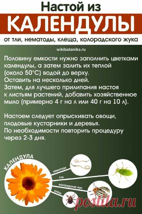 Настой из календулы от тли, нематоды, клеща, колорадского жука
