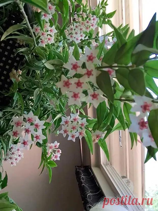 (10) Комнатное растение Хойя (Hoya) - В мир цветов - 24 апреля - 43251414366 - Медиаплатформа МирТесен