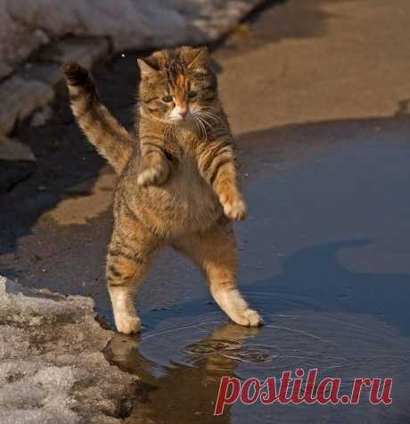 Очень радостный кот