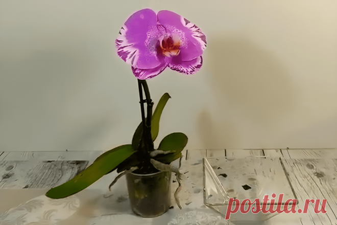 Орхидея в домашних условиях: советы по уходу &#8211; Agro-Info