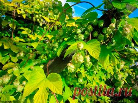 Лекарственное растение Хмель обыкновенный (Humulus lupulus). Многолетнее высоколазящее вьющееся растение высотой 3-6 м. Стебель грубоопушенный, вьющийся по часовой стрелке. Листорасположение супротивное, листья глубоко 3-5-лопастные с сердцевидным основанием, грубоопушенные, шиповато-зубчатые. Цветки разнополые: мужские собраны в метелки, женские - в ложные колосья, во время созревания плодов образуются желтовато-зеленые &quot;шишки&quot;.