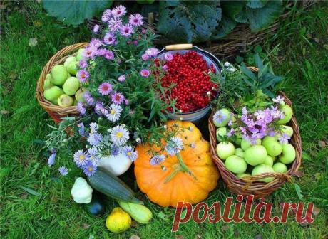 Календарь работ на весь год.Что когда делать.| Дача - впрок