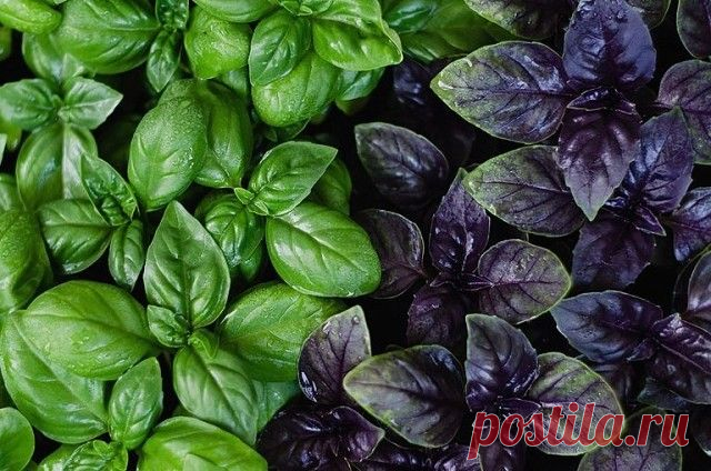15 чудесных применений базилика