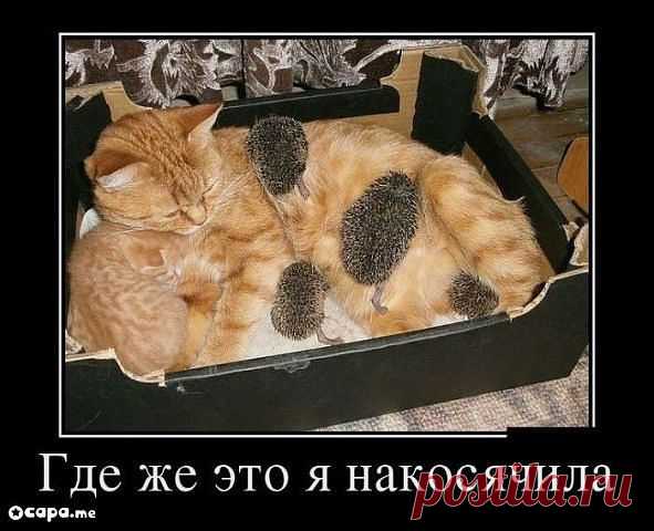 хх