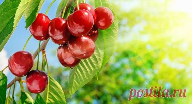 Vertera® Organic — Сила Родной Природы