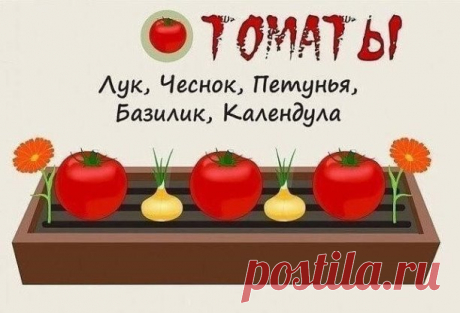 Совместимость растений на грядке