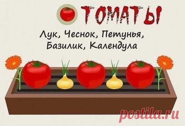 Совместимость растений на грядке