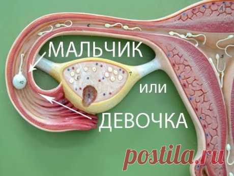 Как рассчитать пол ребенка