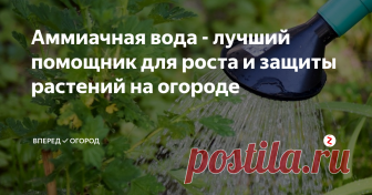 Аммиачная вода - лучший помощник для роста и защиты растений на огороде В зоне рискованного земледелия очень сложно вырастить хороший урожай, нужно приложить массу усилий, чтобы растения хорошо развивались и плодоносили.
Хорошим толчком для роста и развития растений, а также защита от многих вредителей - это аммиачная вода.
Ее применение позволяет растениям быстрее нарастить зеленую массу, дает им питание и силы для противостояния негативным климатическим условиям.
Ее
