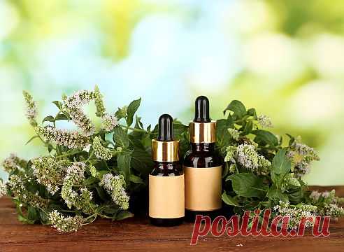 Использование мяты 

 

 
Мята популярна, узнаваема и незаменима - любому блюду и напитку она придаст нотку свежести. Но в чести она не только у кулинаров — это признанное официальной медициной лекарственное растение.