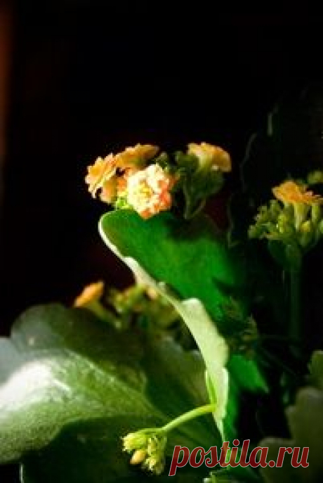👌 Аптека на подоконнике, народные рецепты Существует ряд растений, которые помогают нам в повседневной жизни. Их можно использовать в лечебных или в косметических целях. Некоторые лекарственные растения есть почти у каждог...