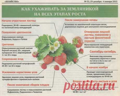 Как ухаживать за земляникой на всех этапах роста