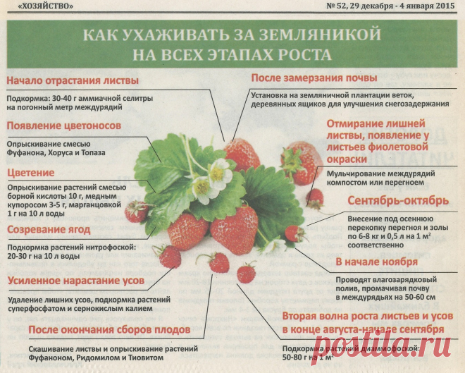 Как ухаживать за земляникой на всех этапах роста