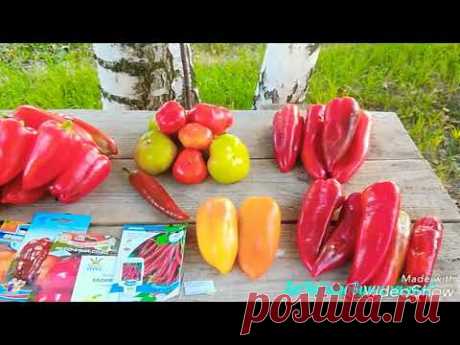 СЛАДКИЙ ПЕРЕЦ 2018// ОТЗЫВ о 7 сортах и 2 гибридах. #обзор #перец #урожай #pepper