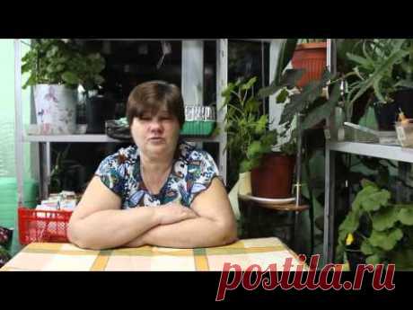 Как вырастить крепких цыплят? Отвечаю на ваши вопросы.