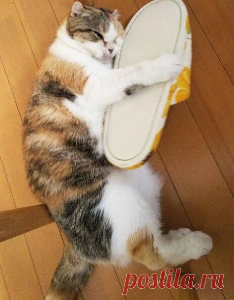 Кототерапия. Подборка забавных фото котов для хорошего настроения. Улыбнитесь! )) | Мечтательная кошка | Яндекс Дзен