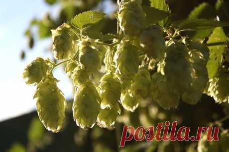 Чудесный Хмель


КЛАДЕЗЬ ЗДОРОВЬЯ

Период с серёдины июля и до середины сентября — время заготовки шишек хмеля. В нашей семье травников его всегда соблюдали, благо в Западной Украине, где мы жили, богатые поросли хмеля — многолетней травянистой лианы, принадлежащей к семейству коноплевых,- красовались вдоль болот, среди кустарников, в рощах и даже дубравах. Окрестные колхозы выращивали хмель как сырье для пивоваренной промышленности и на экспорт. Меня удивляло, зачем шишки...