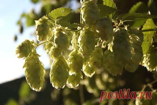 Чудесный Хмель


КЛАДЕЗЬ ЗДОРОВЬЯ

Период с серёдины июля и до середины сентября — время заготовки шишек хмеля. В нашей семье травников его всегда соблюдали, благо в Западной Украине, где мы жили, богатые поросли хмеля — многолетней травянистой лианы, принадлежащей к семейству коноплевых,- красовались вдоль болот, среди кустарников, в рощах и даже дубравах. Окрестные колхозы выращивали хмель как сырье для пивоваренной промышленности и на экспорт. Меня удивляло, зачем шишки...