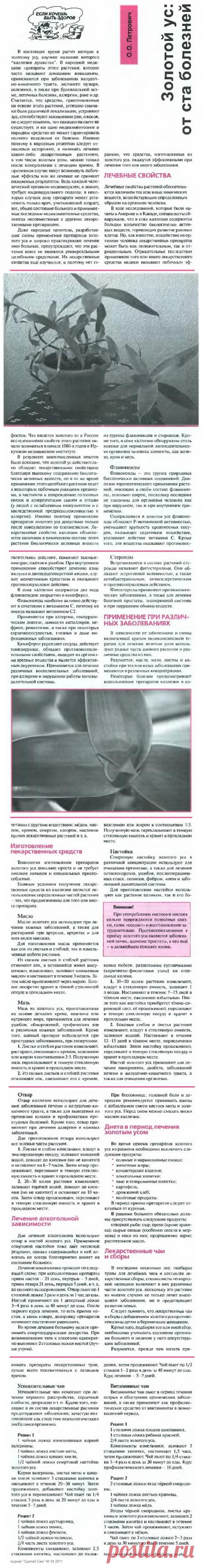 Золотой ус: от ста болезней