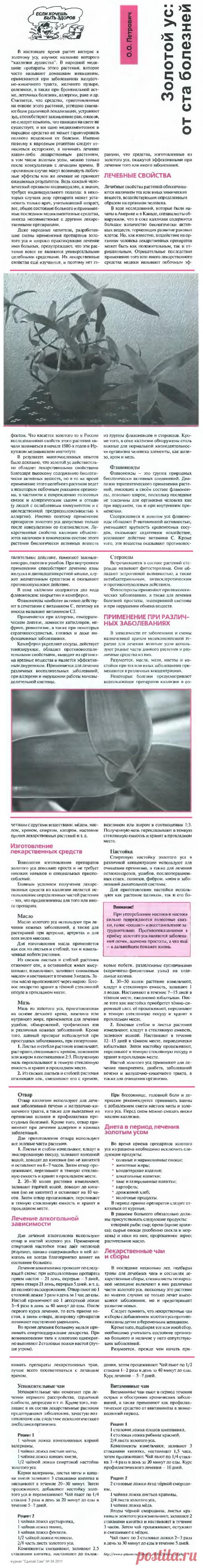 Золотой ус: от ста болезней