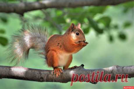 Фото: Белка. Фотограф Константин Анисимов. Фото животных - Фотосайт Расфокус.ру