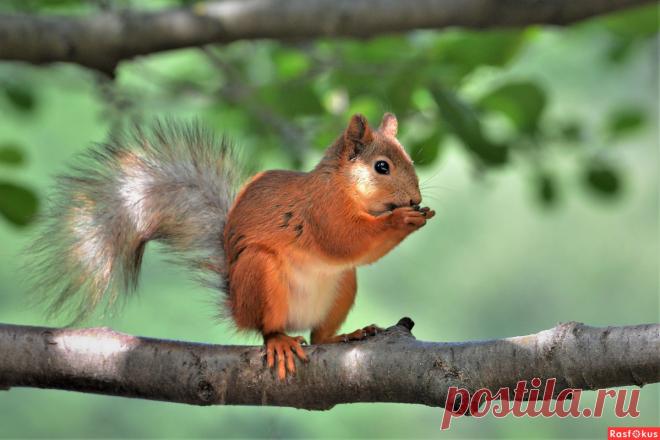 Фото: Белка. Фотограф Константин Анисимов. Фото животных - Фотосайт Расфокус.ру