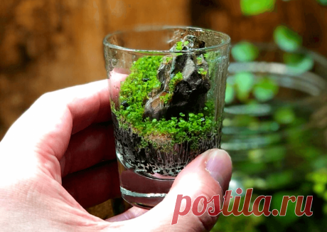 Флорариумы: виды, описание, идеи оформления ~ Planetalsad