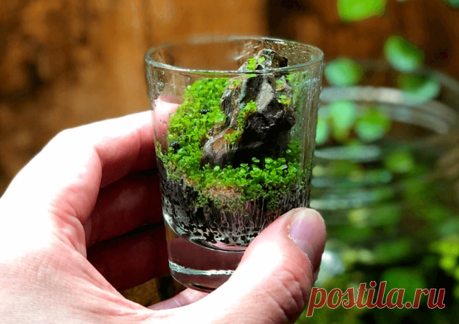 Флорариумы: виды, описание, идеи оформления ~ Planetalsad