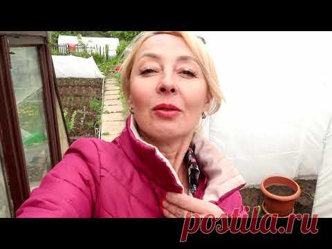 ЗАБРОШЕННАЯ ДАЧА: новый парник/стройка продолжается/необычные растения - YouTube