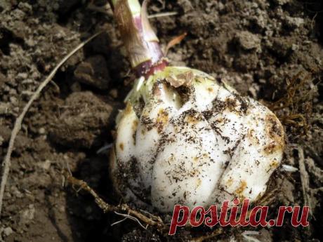 Как размножить лилии чешуйками. Мастер-класс с пошаговыми фотографиями