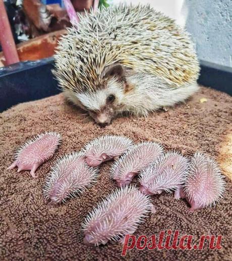 25 трогательных фотографий с детёнышами, которые вызовут в вас чувство умиления