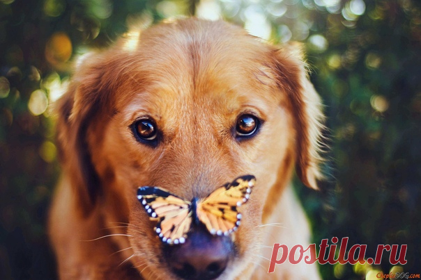 Села бабочка на нос.
Что ей нужно - вот вопрос?
Может быть она устала?
Долго в небесах летала.
Просто бабочка шалит!
Скучно станет - улетит!

Елена Халдина