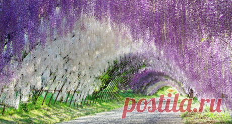 10 причин бросить все и отправиться в Японию на сказочный фестиваль глицинии