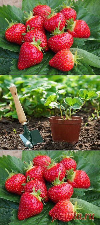 Как вырастить ремонтантную землянику на садовом участке