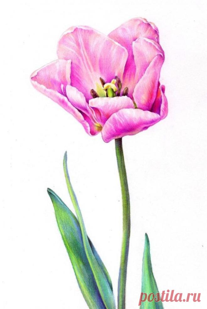 ORIGINAL Colored Pencil Drawing "Tulip", Illustration, Pink Tulip, 10"x8"