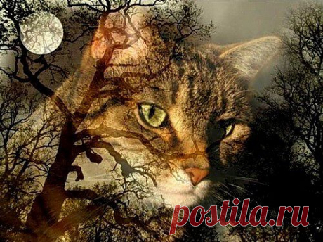 Кошки – усатые провидцы - Животные и природа
