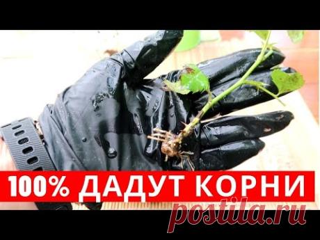 100% УКОРЕНЕНИЕ РОЗ, получается даже у НОВИЧКОВ